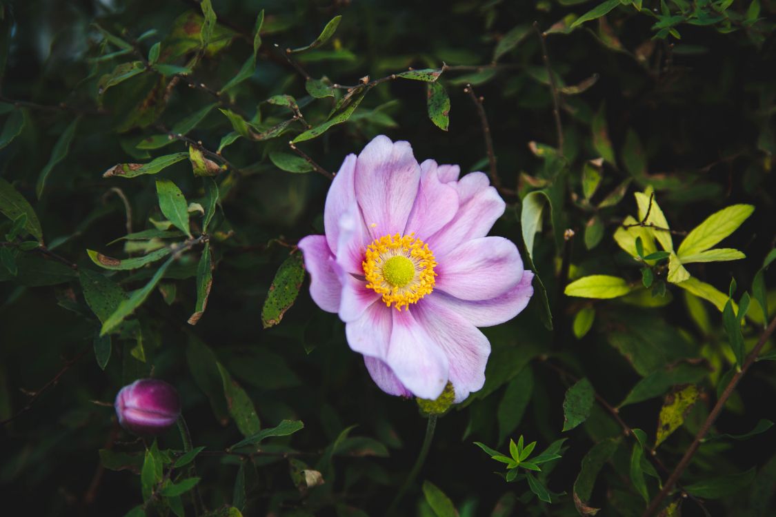 purple flower with green leaves