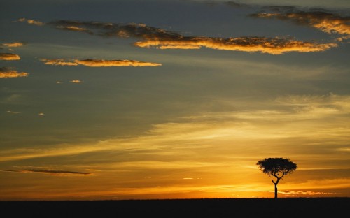 Image silhouette of tree during sunset