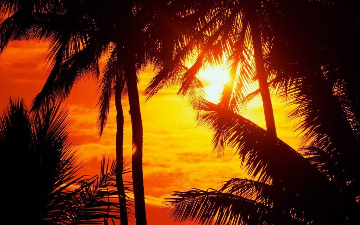 Palmera Cerca Del Cuerpo de Agua Durante la Puesta de Sol. Wallpaper in 2560x1600 Resolution