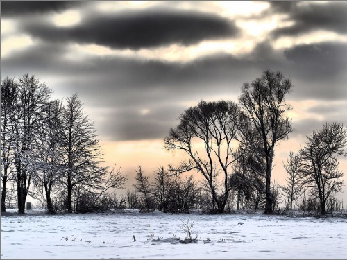 Image leafless trees on snow covered ground during sunset