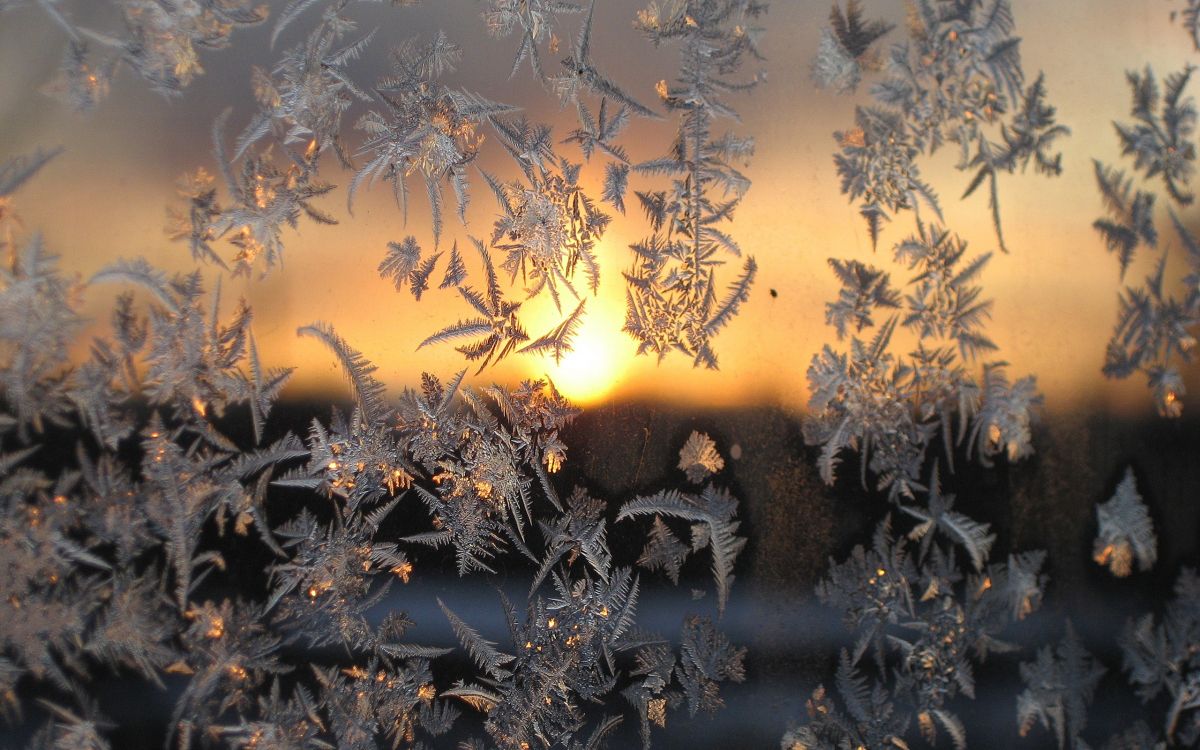 Winter, Snow, Frost, Sunlight, Morning. Wallpaper in 2560x1600 Resolution