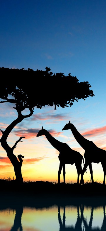 Image silhouette of people riding horses during sunset