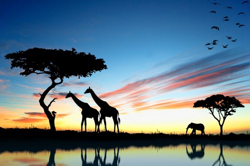 Image silhouette of people riding horses during sunset