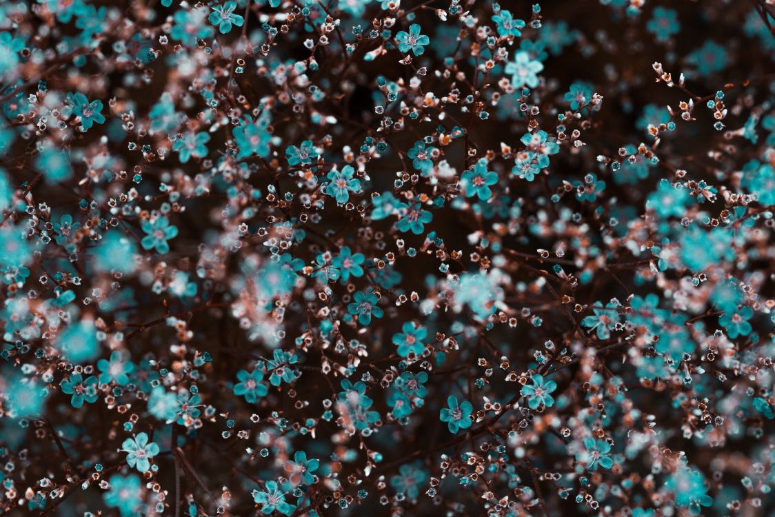 Pétalos de Flores Blancas y Rosadas. Wallpaper in 4150x2767 Resolution