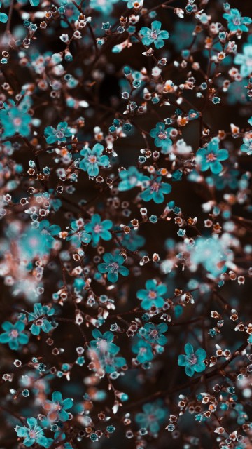 Image white and pink flower petals