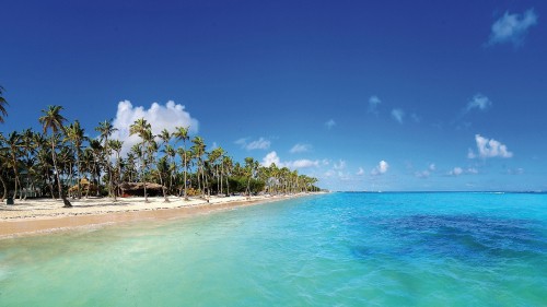 Image green palm trees on beach during daytime