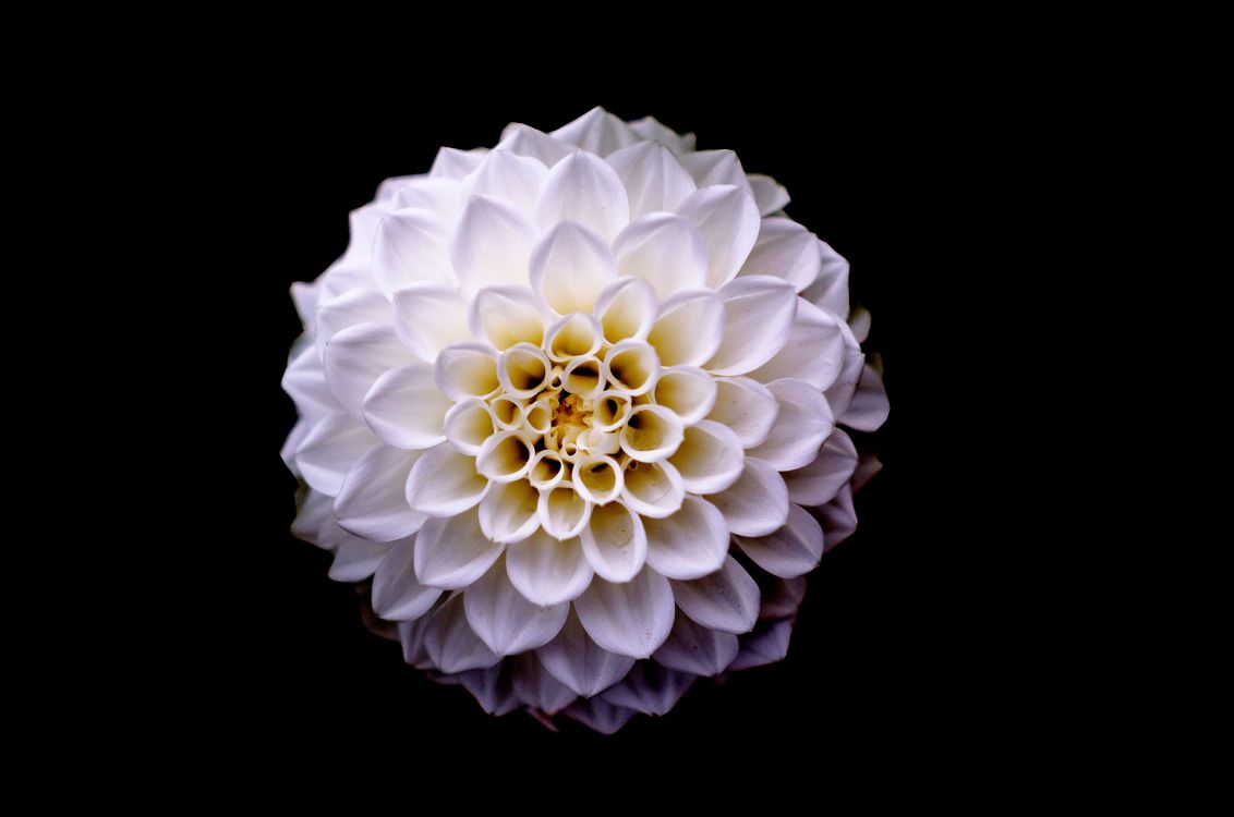 Weiße Blume Mit Schwarzem Hintergrund. Wallpaper in 4928x3264 Resolution