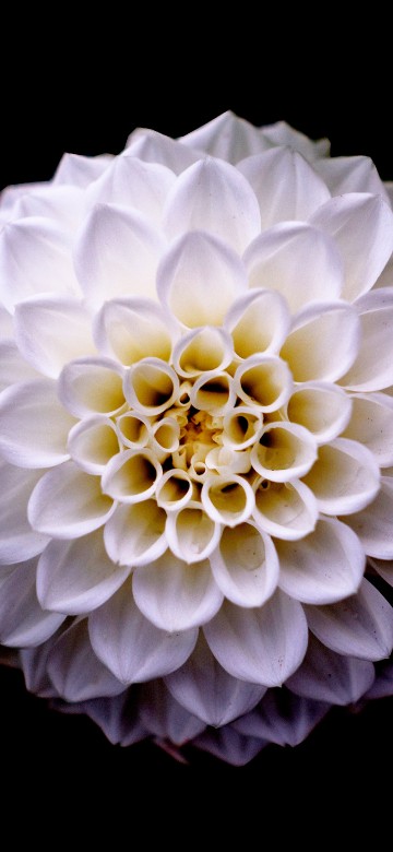 Image white flower with black background