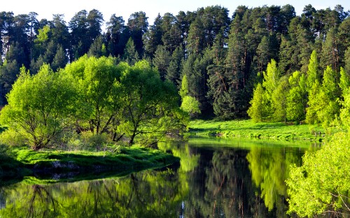 Image green trees beside river during daytime