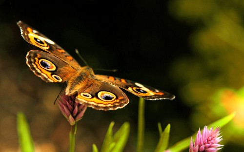 Image brown and black butterfly on green plant