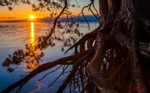 Image brown tree trunk on blue body of water during sunset