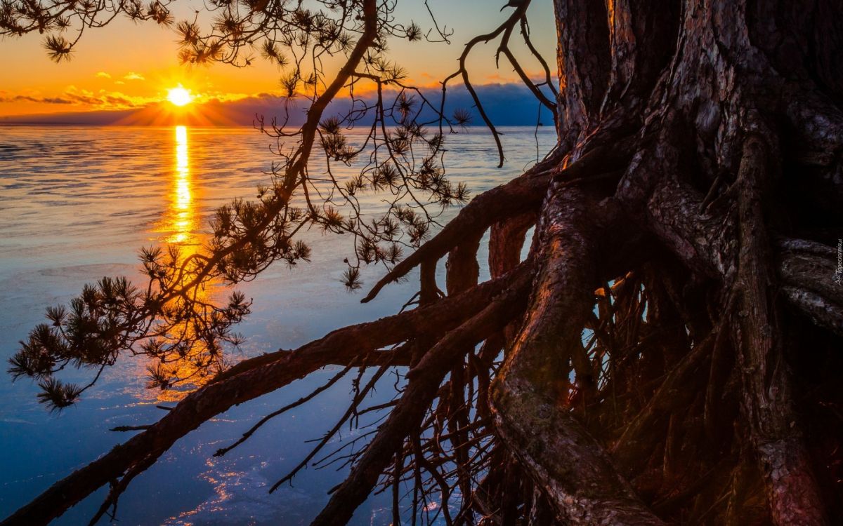 brown tree trunk on blue body of water during sunset