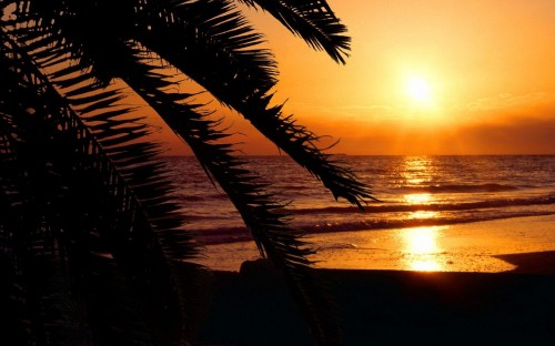 Image silhouette of palm tree near body of water during sunset