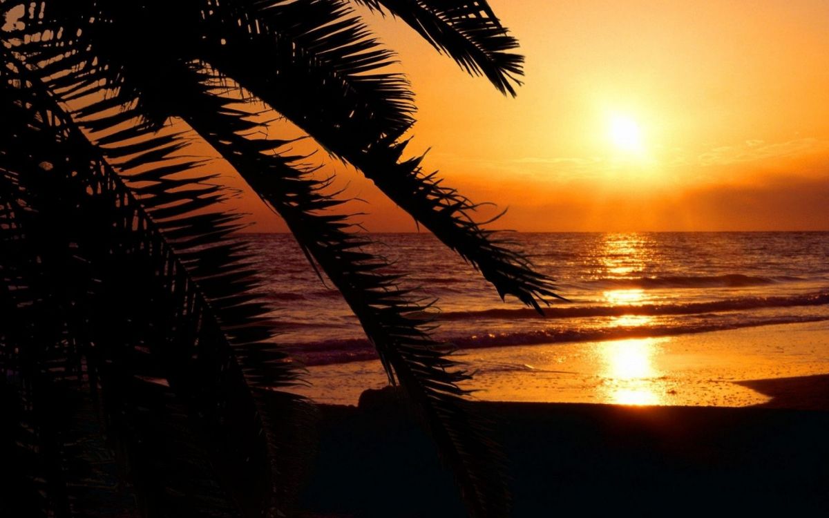 silhouette of palm tree near body of water during sunset