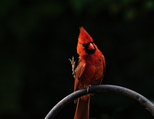 Image red cardinal bird on gray metal bar