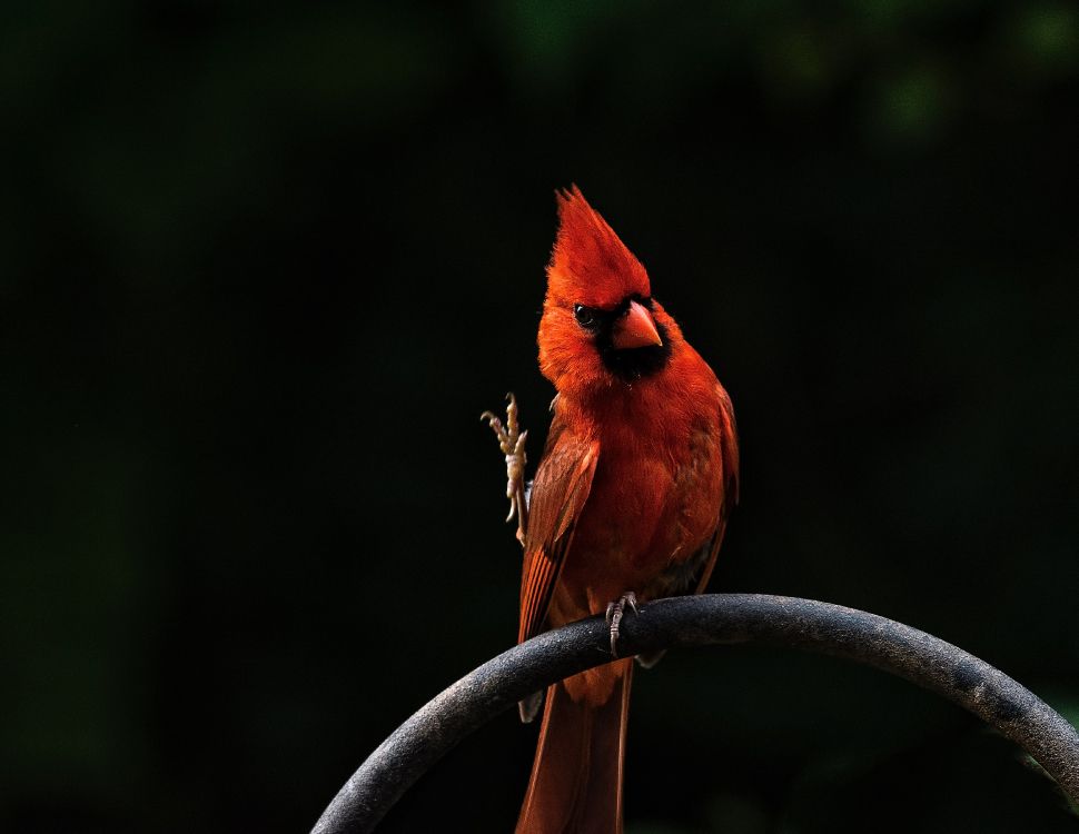 red cardinal bird on gray metal bar