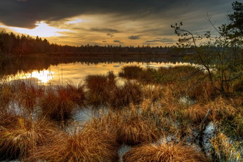 Image brown grass near body of water during sunset