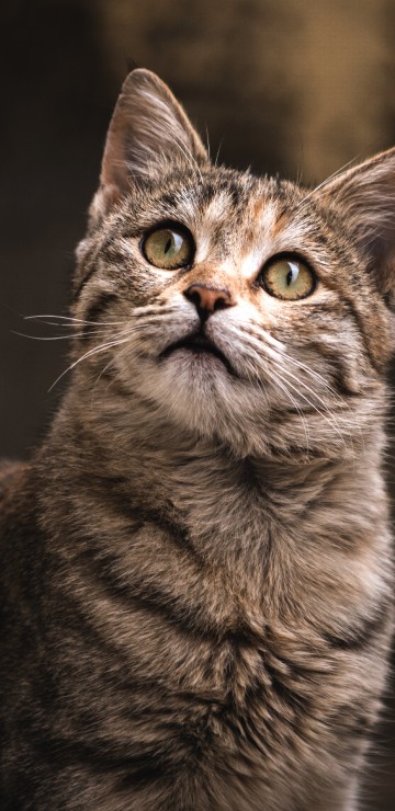 Image abyssinian, great dane, felidae, Cat show, cat registry