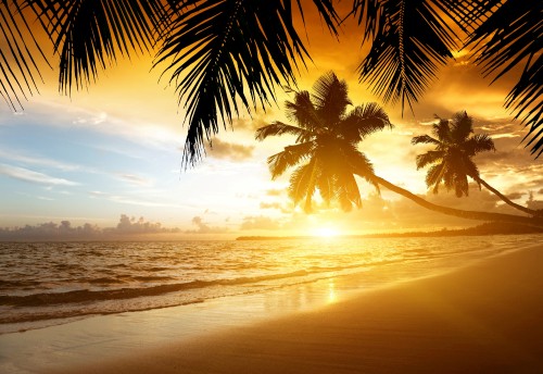 Image coconut tree near sea during sunset