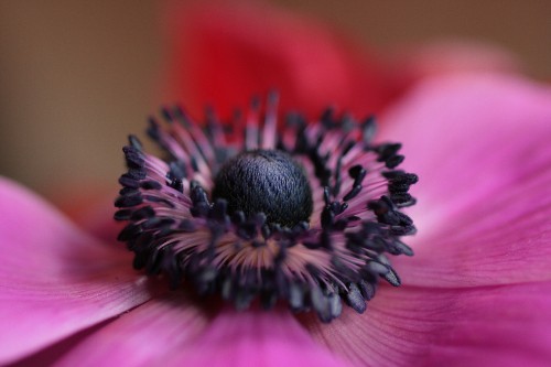 Image pink and black flower in macro photography