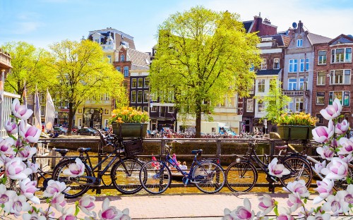 Image amsterdam, city, yellow, flower, town