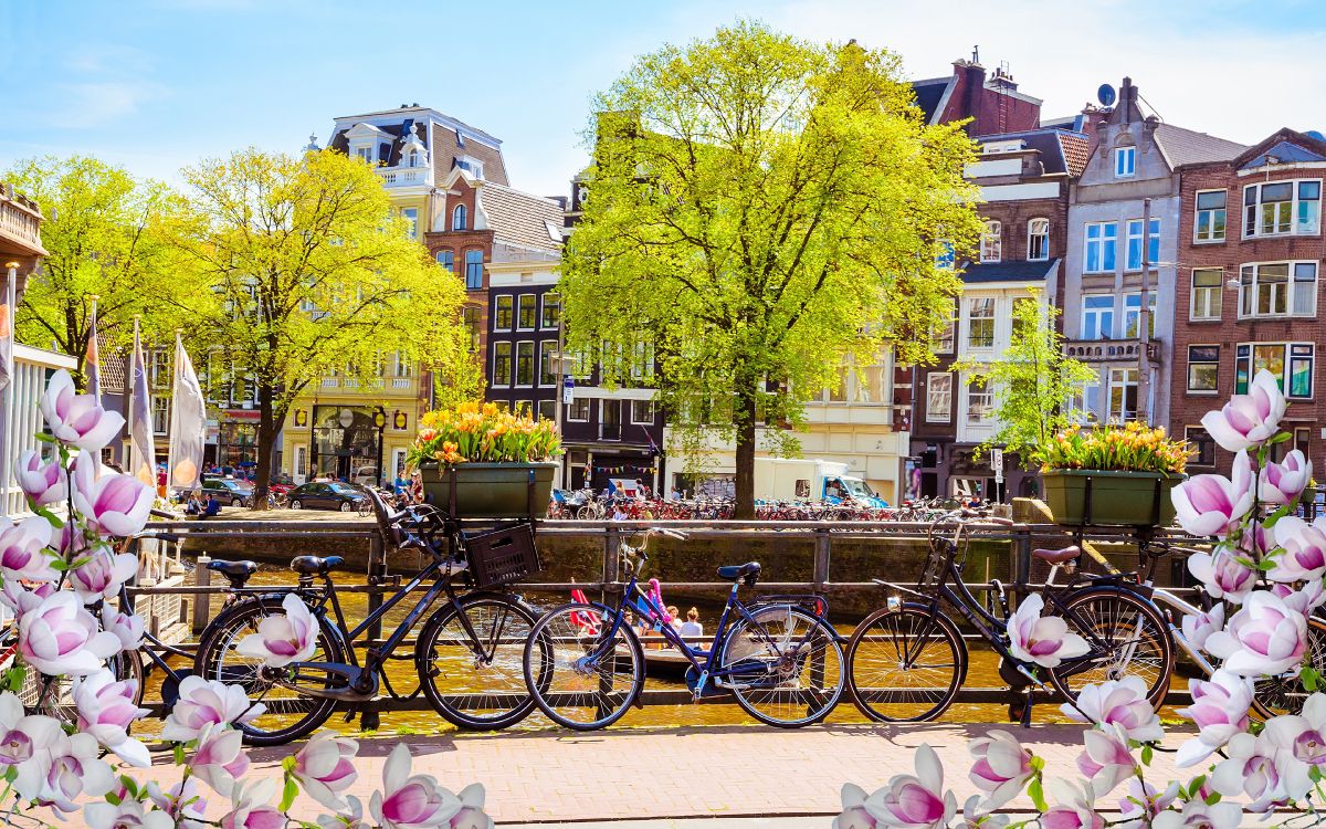 amsterdam, city, yellow, flower, town