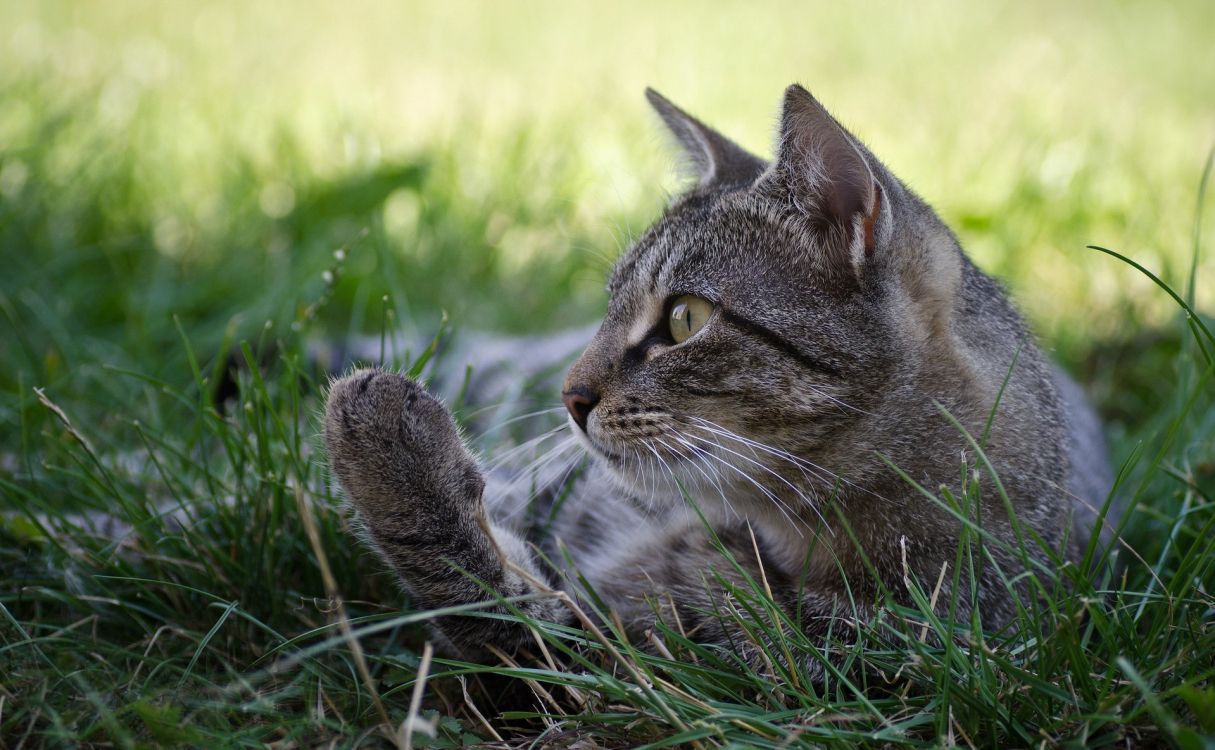 Chat Tigré Argenté Sur L'herbe Verte Pendant la Journée. Wallpaper in 1920x1185 Resolution