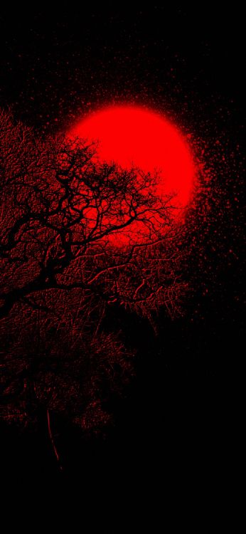 Ambiente, Ramita, Rosa, Objeto Astronómico, Atardecer. Wallpaper in 1200x2600 Resolution