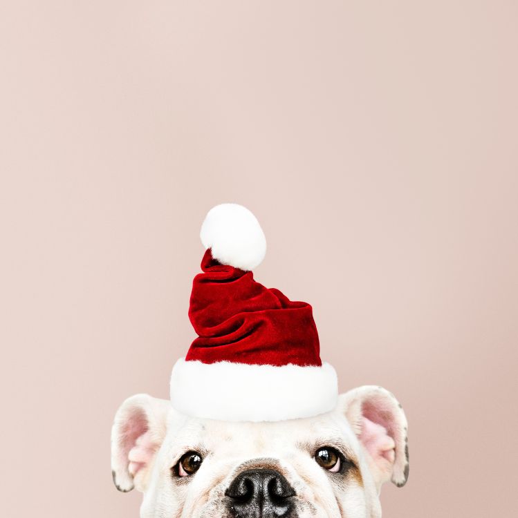 Le Jour De Noël, Santa Claus, Chien, Coiffures, Personnage de Fiction. Wallpaper in 5633x5634 Resolution