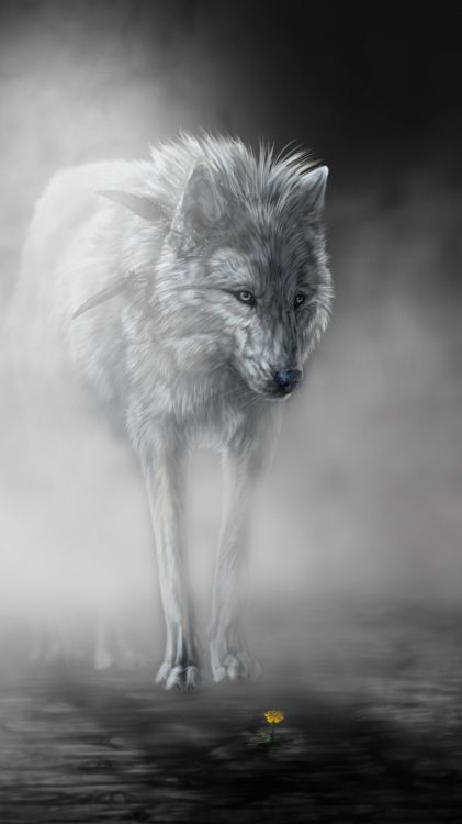 北极狼, 黑色狼, 大丹犬, 艺术, 品种的狗 壁纸 1080x1920 允许