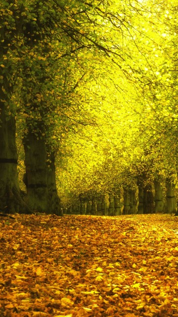 Image brown dried leaves on ground with green trees