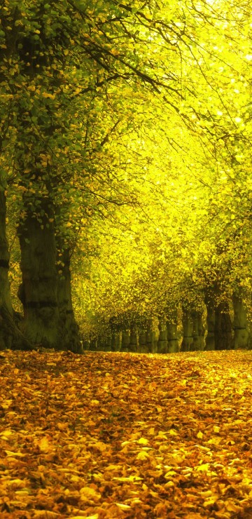 Image brown dried leaves on ground with green trees