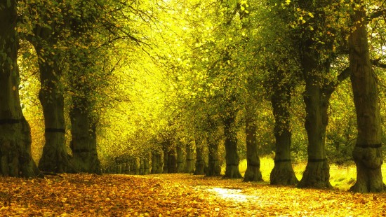 Image brown dried leaves on ground with green trees