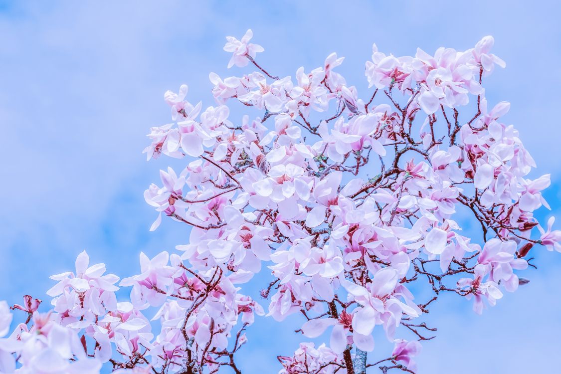 Fondos de Pantalla Flor de Cerezo Rosa Bajo un Cielo Azul Durante el Día,  Imágenes y Fotos Gratis