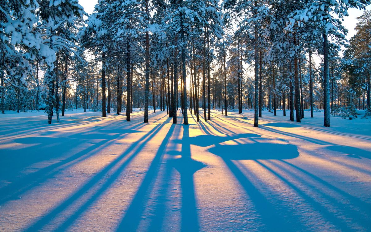 日落, 冬天, 性质, 森林, 冻结 壁纸 2560x1600 允许