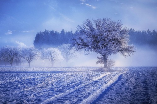 Image winter, snow, natural landscape, nature, freezing