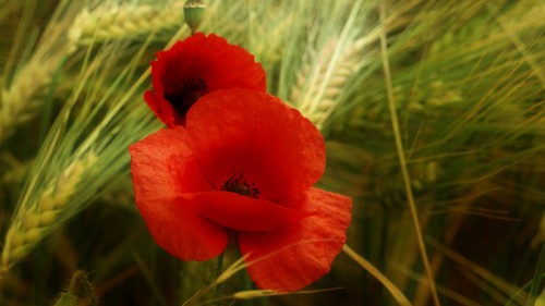 Image red flower in tilt shift lens