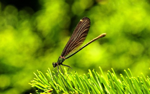 Image black damselfly perched on green plant in close up photography during daytime