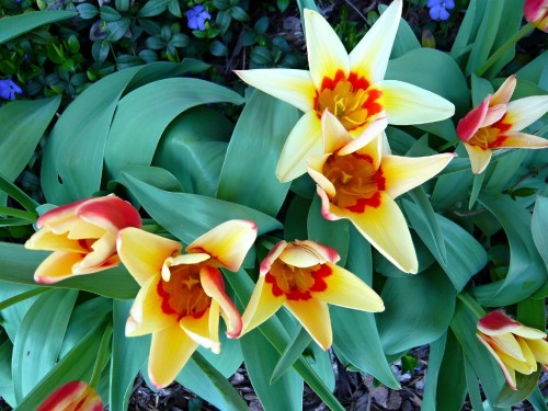 Image yellow and red flower in bloom during daytime