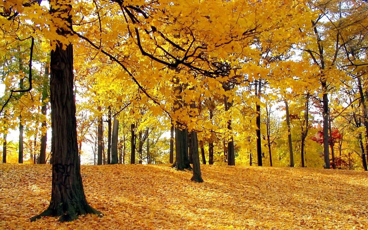 brown trees on brown grass field during daytime