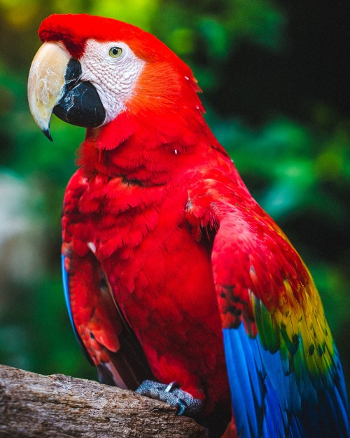 Image red yellow and blue parrot