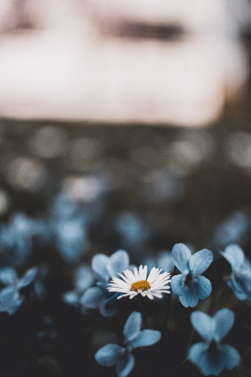 Image white and blue flower in tilt shift lens