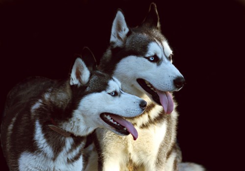 Image black and white siberian husky