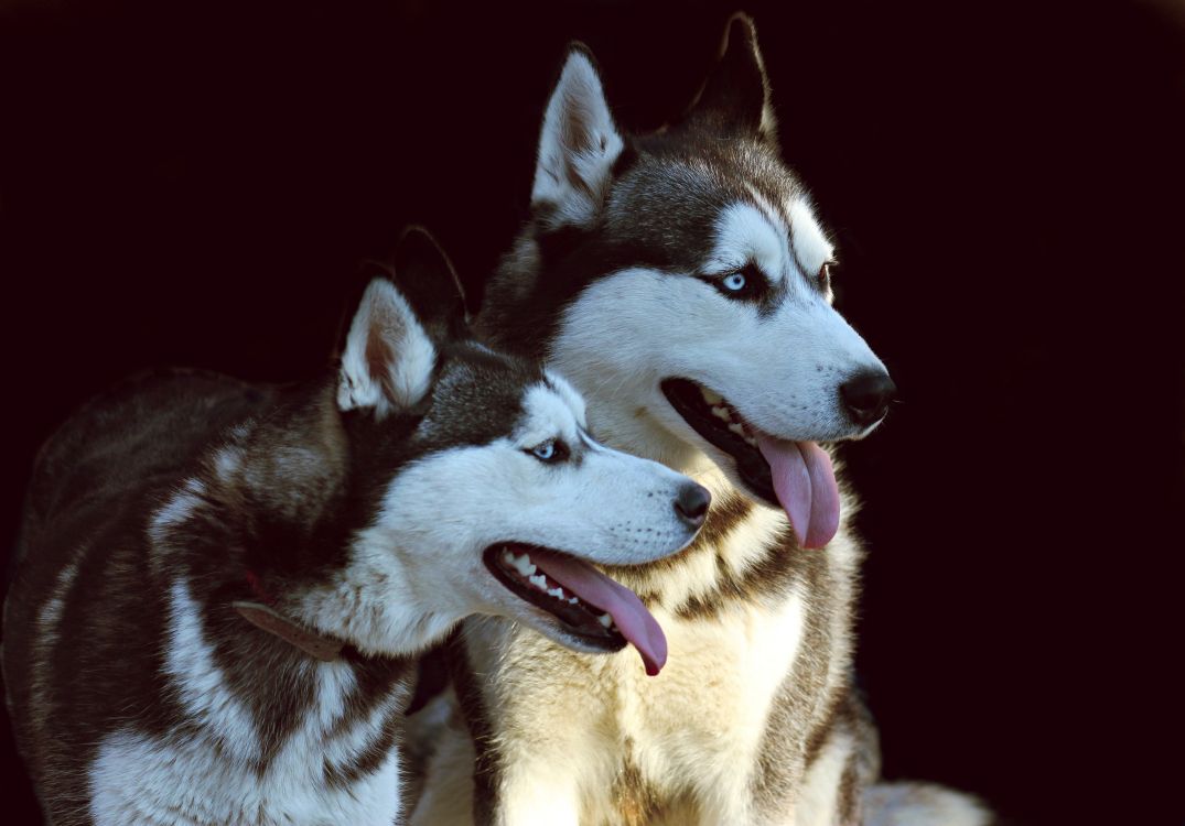 black and white siberian husky