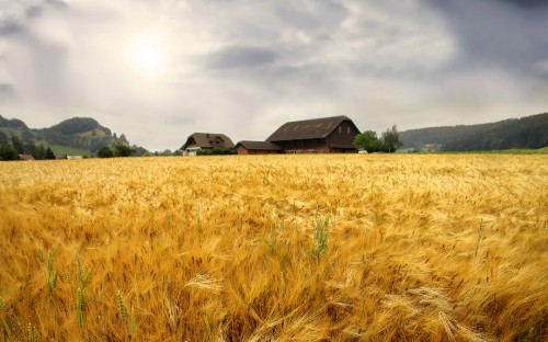 Image brown wooden house on green grass field under gray clouds