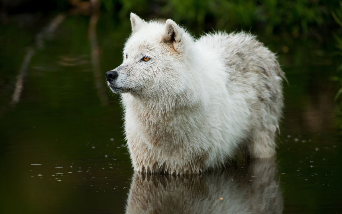 Weißer Wolf Tagsüber Auf Dem Wasser. Wallpaper in 2560x1600 Resolution