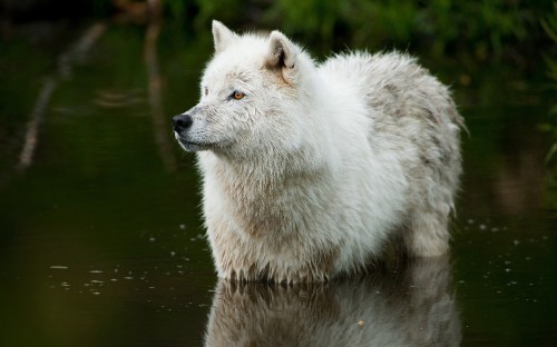 Image white wolf on water during daytime