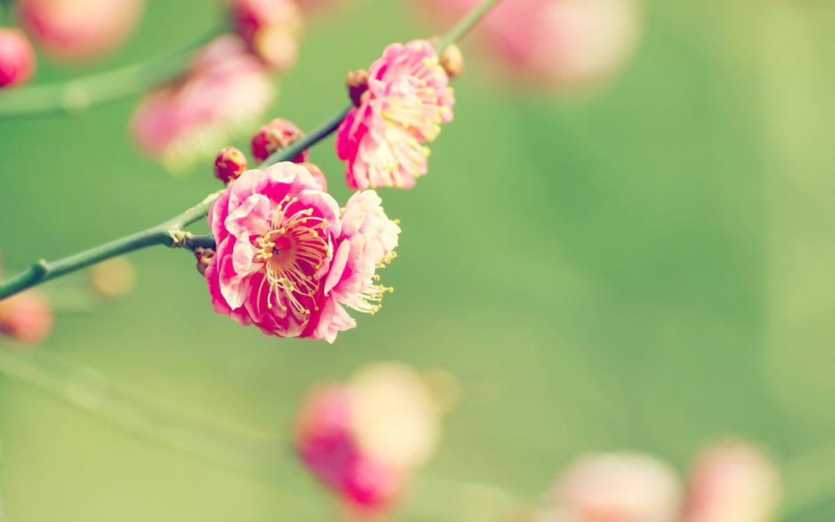 pink and white flower in tilt shift lens