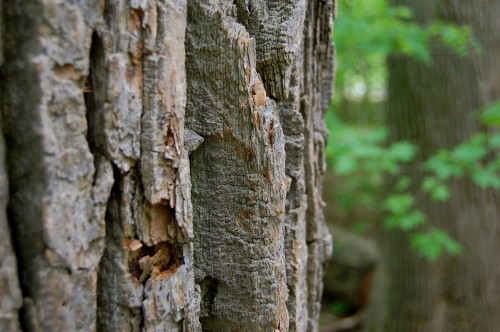 Image brown tree trunk during daytime