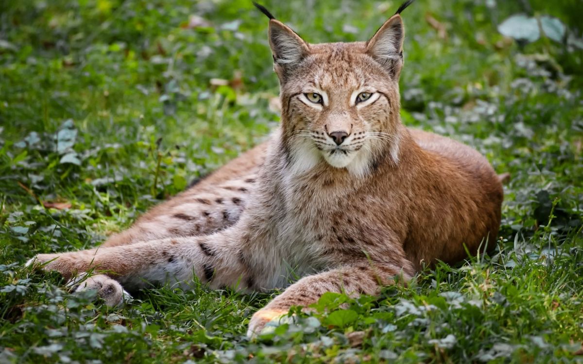 brown and black cat on green grass during daytime